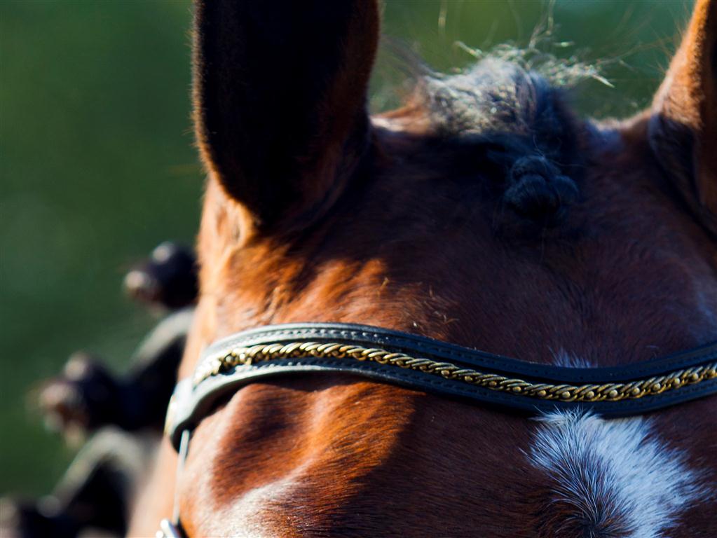 Dilara ontvangt sterpredicaat en uitnodiging CK