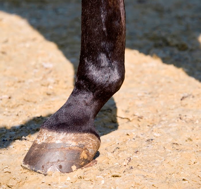 Hoe is hardnekkige rotstraal te behandelen? featured image