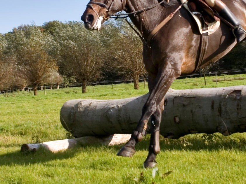 Olympisch eventingpaard Snip overleden aan kanker featured image