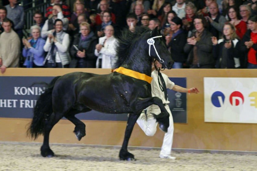 Hengstenkeuring Fries Paarden Stamboek 22 hengsten door Horses