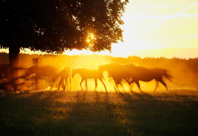 Inwoner Opperdoes is ‘paardenoverlast’ spuugzat en spant rechtszaak aan featured image
