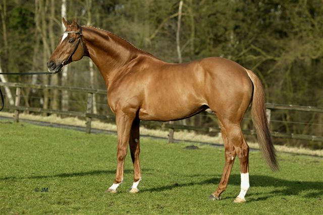 Hengst Wilawander xx overleden featured image