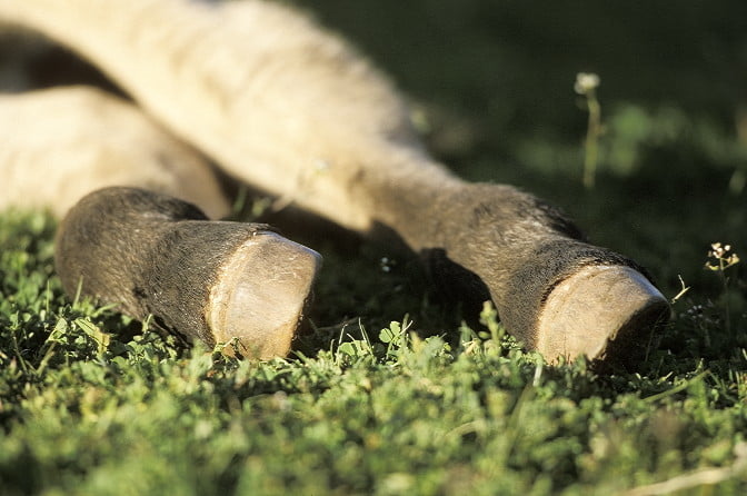 Heksenjacht op paardenbeul in België featured image