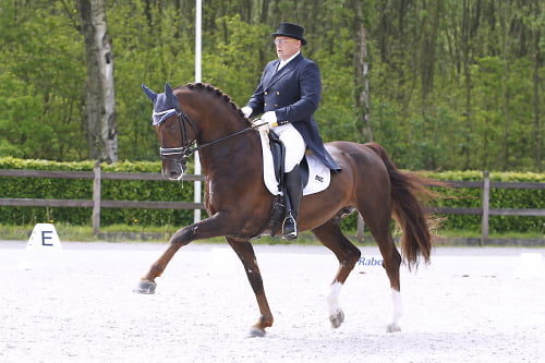 Gelderse hengst Parcival overleden featured image