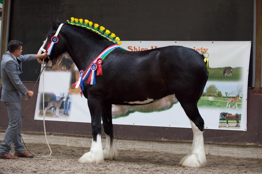 Robin Hood Stables Ionika nationaal kampioen Shires featured image