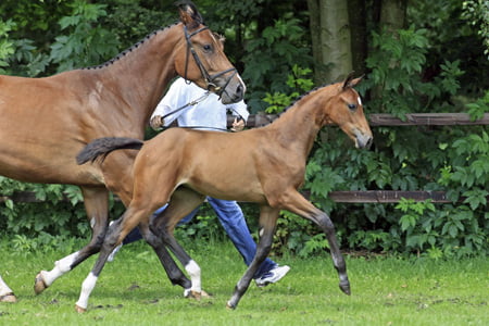Gekeurde hengst en talentvol springpaard uit Prinsjesdag veulenveiling featured image