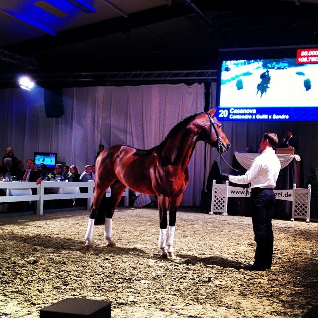 Vier ton voor wereldkampioen Arraghbeg Clover featured image