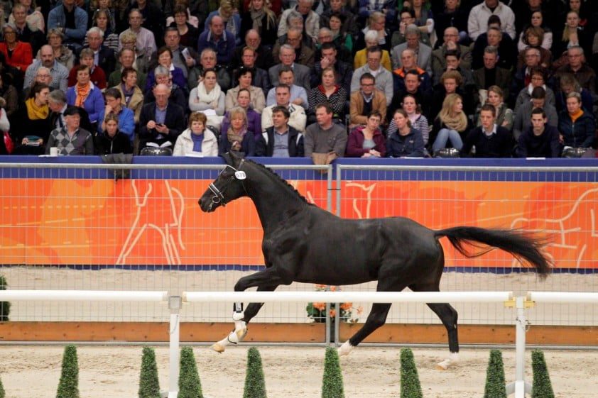 Totilaszoon Gaudi op station Wim Cazemier in Amerika Horses