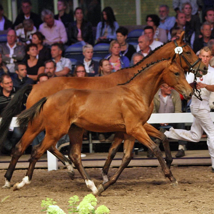 KWPN lanceert online veulenverkoop featured image