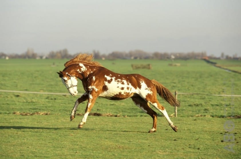 Nieuw inzicht pleit ‘horrorhengst’ vrij in oude moordzaak featured image