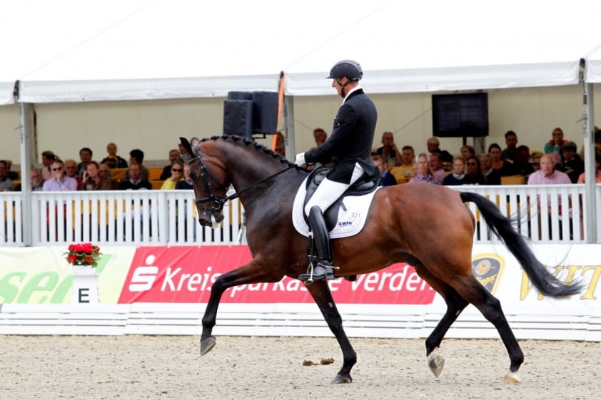 Veilingtopper Equine Elite Don Diego naar Rob van Puijenbroek *UPDATE* featured image
