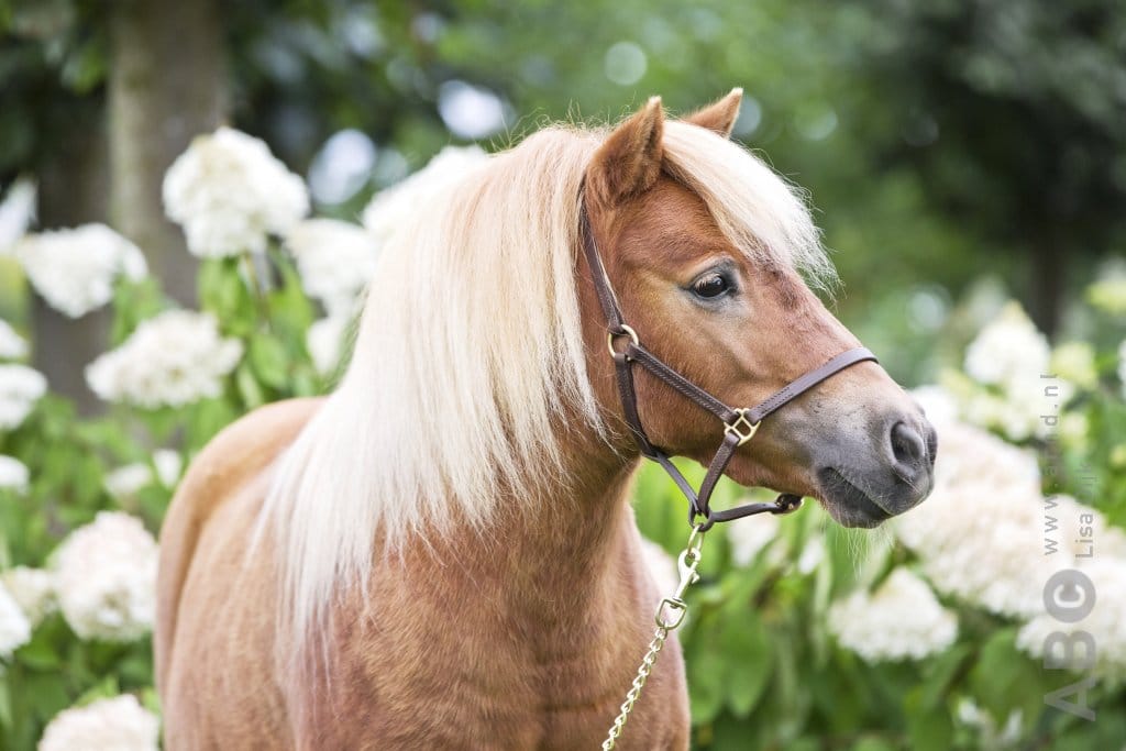 NSPS-voorzitter Bakhuizen stapt op vanwege social media-hetze