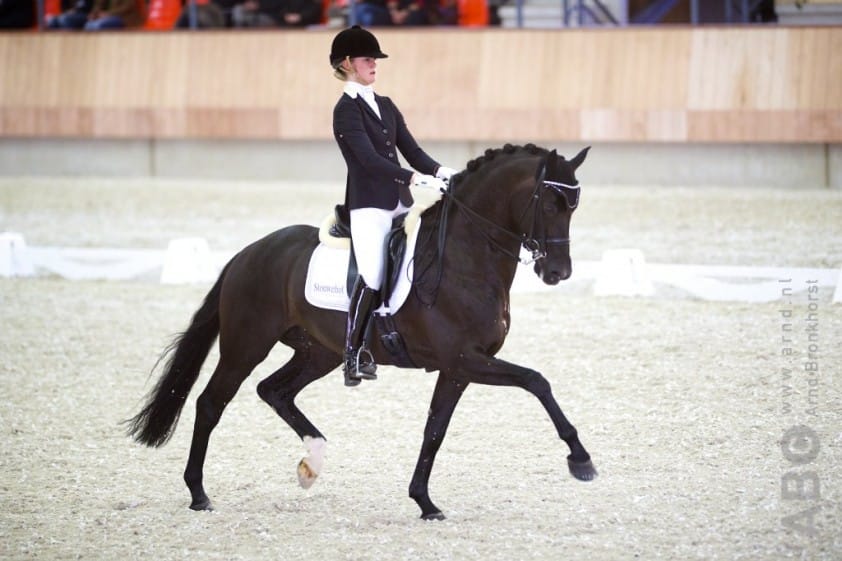 91 veulens onder de hamer op Veulenveiling Prinsjesdag featured image