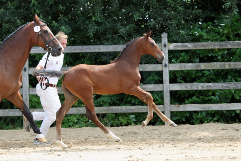 Morgen SELL Veulenveiling Brabant in Asten featured image