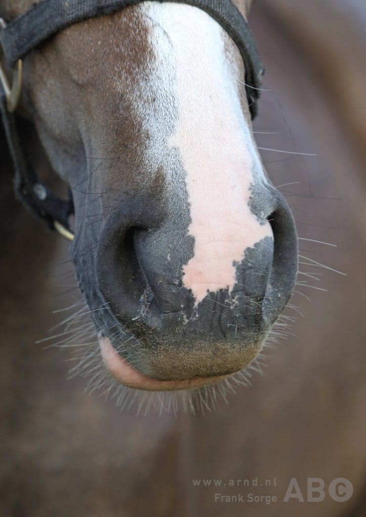 Paard uit ravijn gelift met helikopter featured image