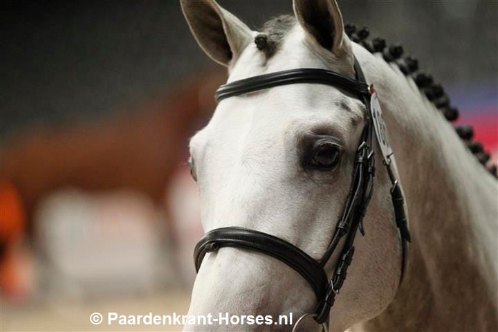 DSP: Twee hengsten goedgekeurd via zadelkeuring featured image
