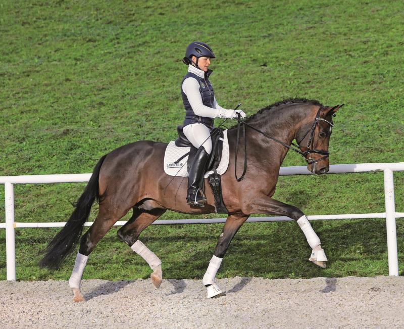 Totilaszoon levert veulenkampioen Horses