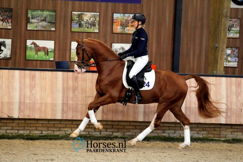 Cat.nr 24 Imposant (Danser x Elegant). Foto: Paardenkrant-Horses.nl/Melanie Brevink