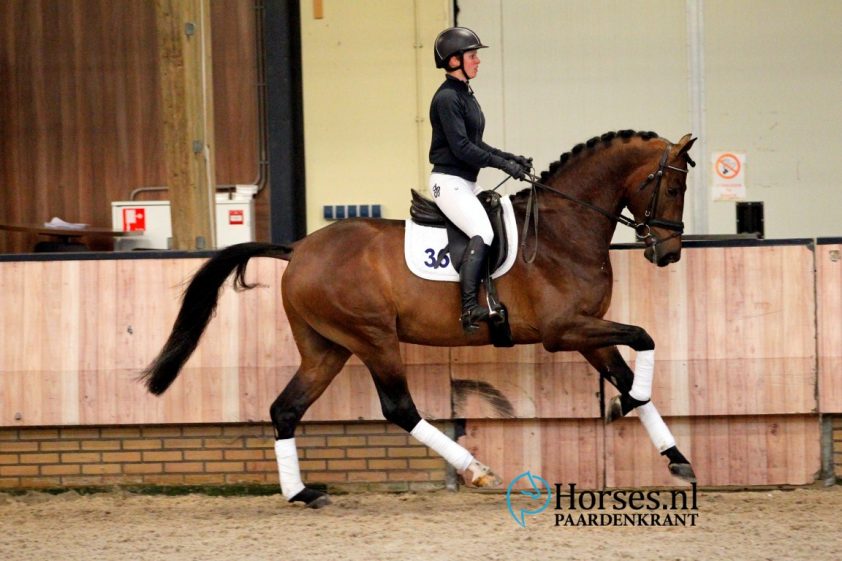 Cat.nr 36 Iverniss (Everdale x Johnson). Foto: Paardenkrant-Horses.nl/Melanie Brevink