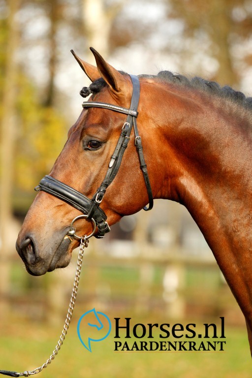 Cat.nr.36: Iverniss (Everdale x Johnson). Foto: Paardenkrant-Horses.nl/Melanie Brevink