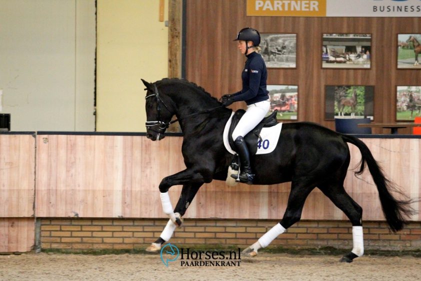 Cat.nr 40 Indigro (Negro x Jazz). Foto: Paardenkrant-Horses.nl/Melanie Brevink