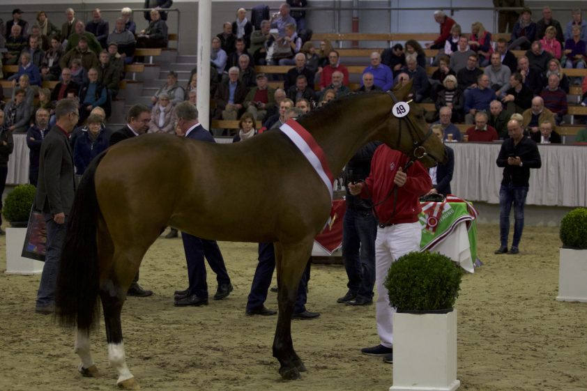 Drie nieuwe aanwinsten voor Stoeterij Zangersheide Horses