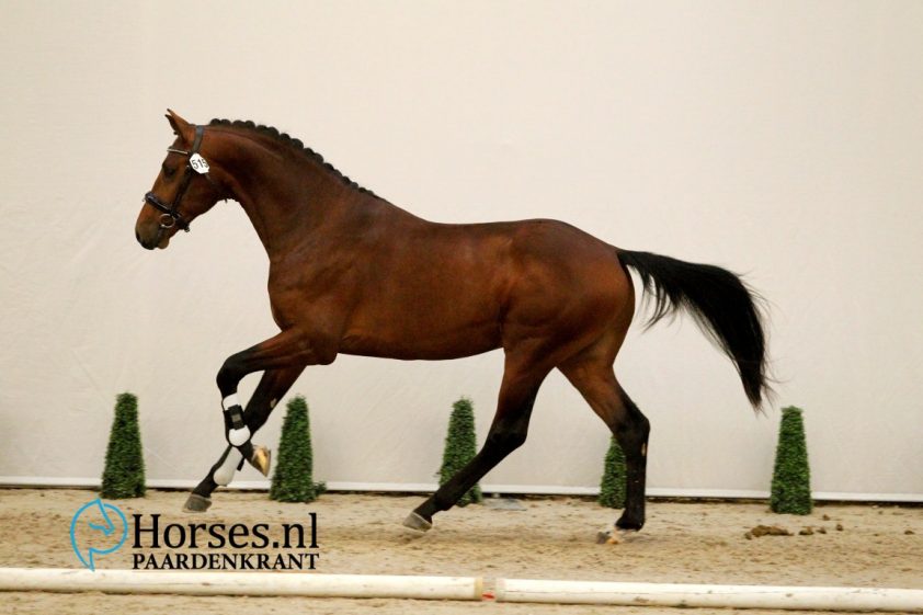 Cat.nr. 515, Johnson x Dayano. Foto: Paardenkrant-Horses.nl/Melanie Brevink-van Dijk