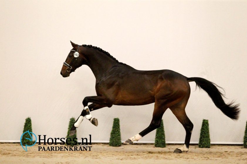 Cat.nr. 543, Ravel x Krack C. Foto: Paardenkrant-Horses.nl/Melanie Brevink-van Dijk