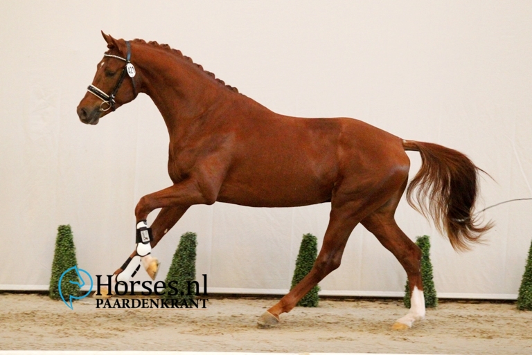 Cat.nr 421 (Dream Boy x Freestyle). Gefokt door en geregistreerd bij Fiechter Equestrian Sales en geregistreerd bij N.F. Witte. Foto: Jacquelien van Tartwijk
