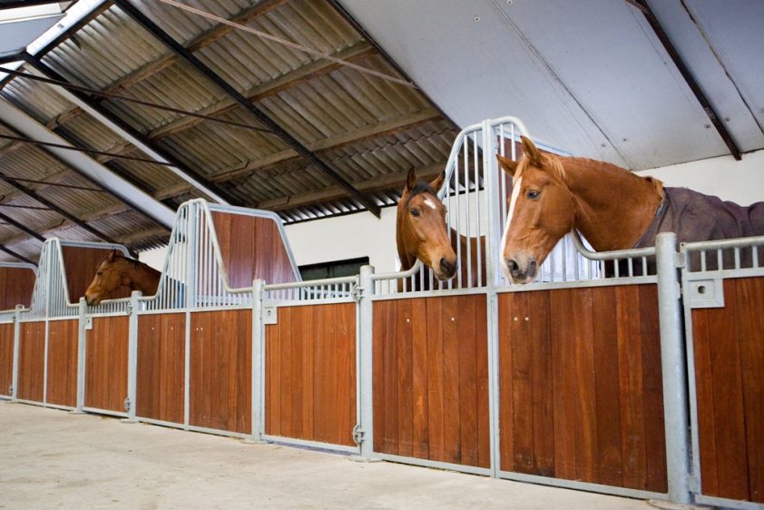 Tips voor een beter stalklimaat Horses