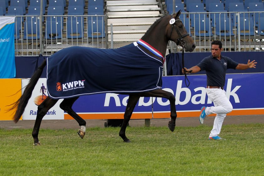 CK Overijssel: Ampère-merrie van Jan Greve is Pavo-topper High Society de baas featured image