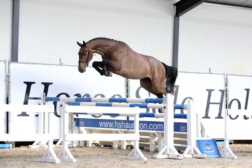 Glencou van 't Roosakker Z (v. Gemini CL xx). Foto: HSH Auction