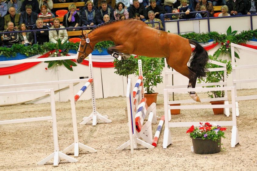 Cascadello I levert dressuurkampioen in Holstein featured image