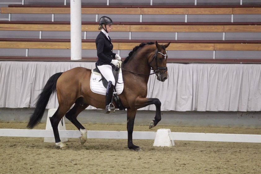 Totilaszoon voor ZuidAfrika naar WK Jonge Dressuurpaarden Horses