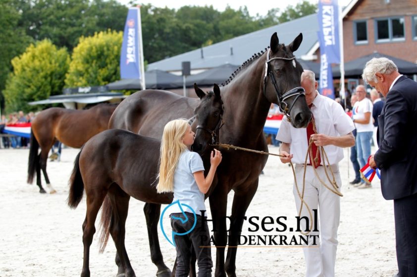 NVK-Kampioene Nina Ricci voor 37.000 euro naar Mercedes Verweij featured image