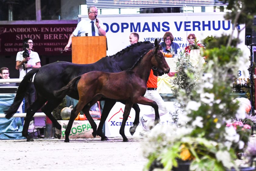 Marjan Hooge koopt opnieuw veilingtopper Final Foal Auction featured image
