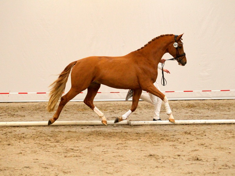 Le Charmeur topper eerste KWPN Online Stallion Auction featured image