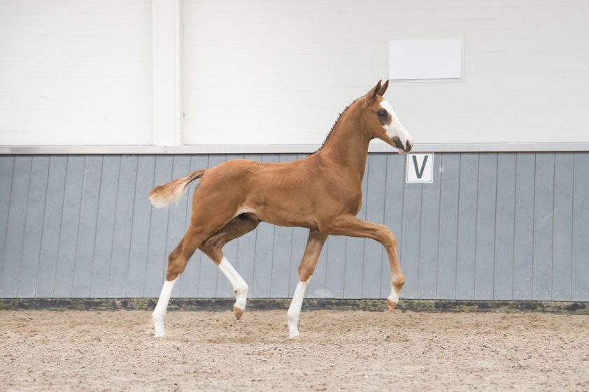Collectie voor Borculo CDI Veulenveiling op Outdoor Gelderland bekend featured image