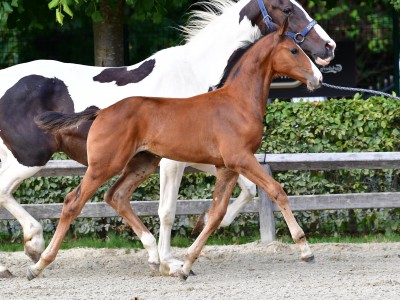 Zangersheide online: Onyschenko koopt veilingtopper featured image