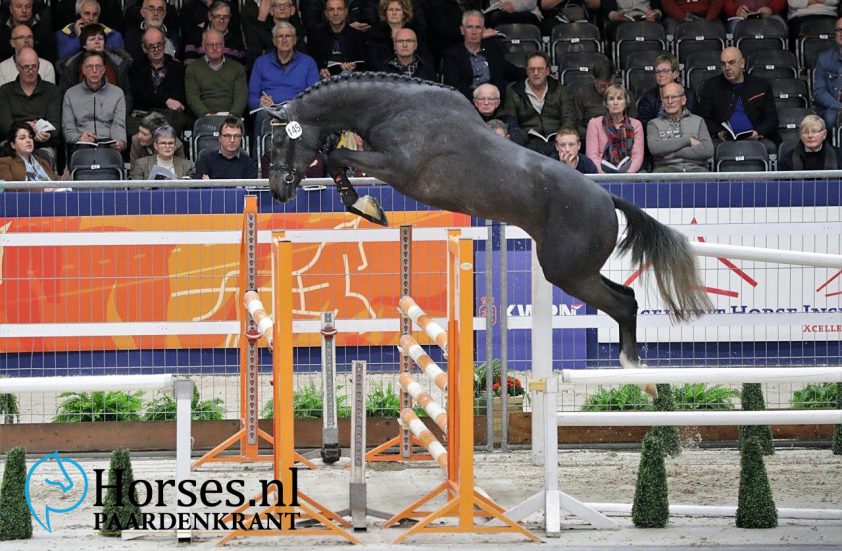 In Beeld: Aangewezen springhengsten dag 1 featured image