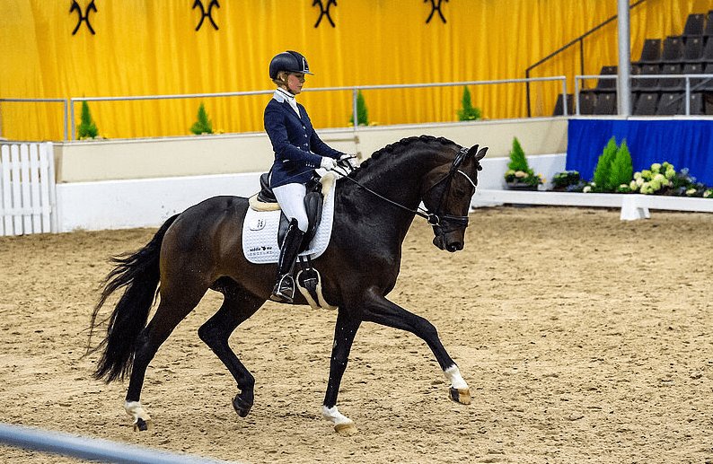 Breeders Trophywinnaar Kane gecastreerd Horses