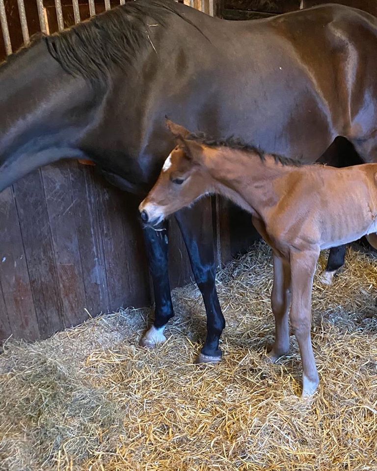 Adelinde Cornelissen heeft bijzondere potentiële opvolger van Parzival featured image