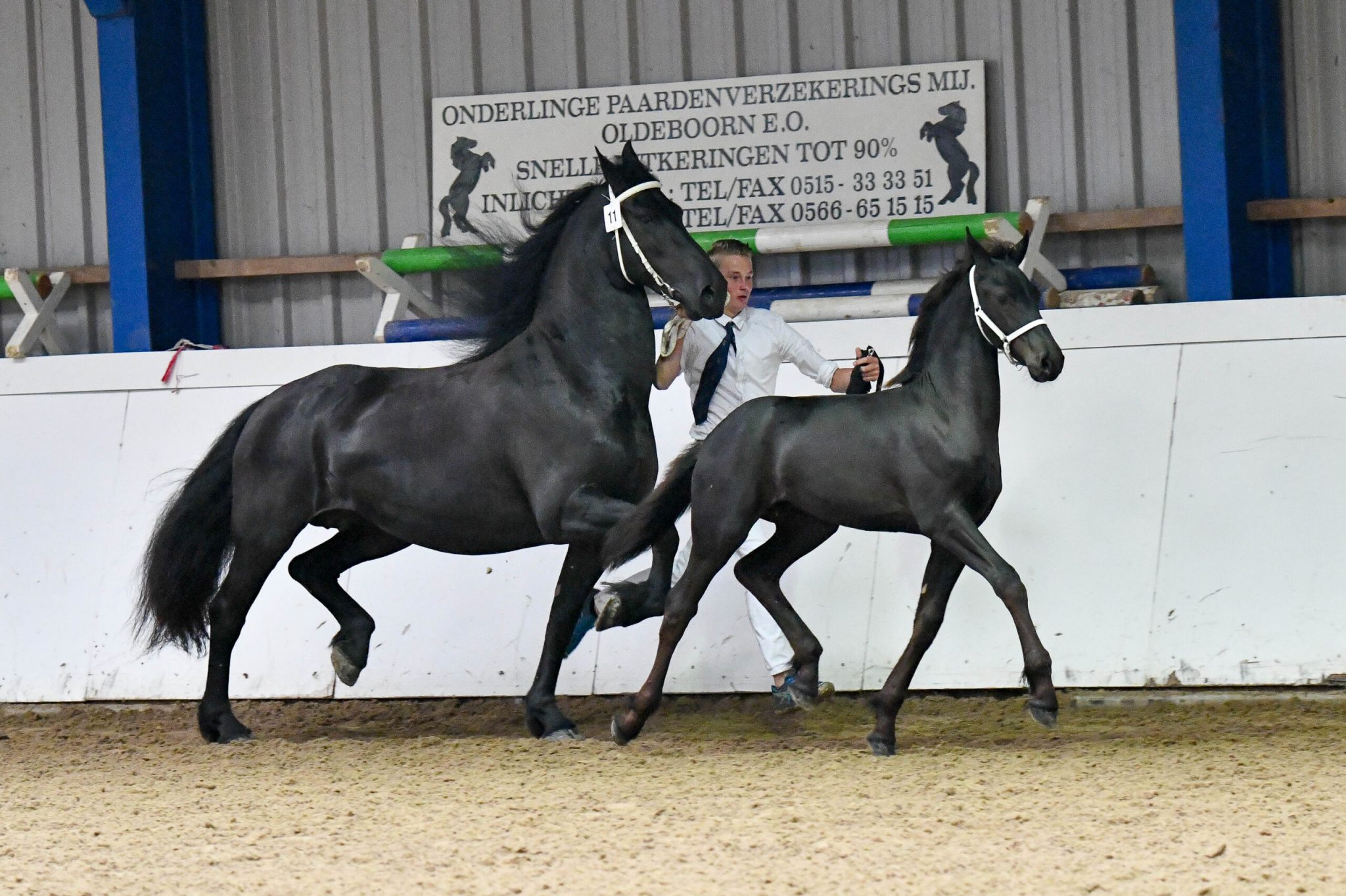 Vier eerstepremieveulens van Nane 492 - Horses.nl