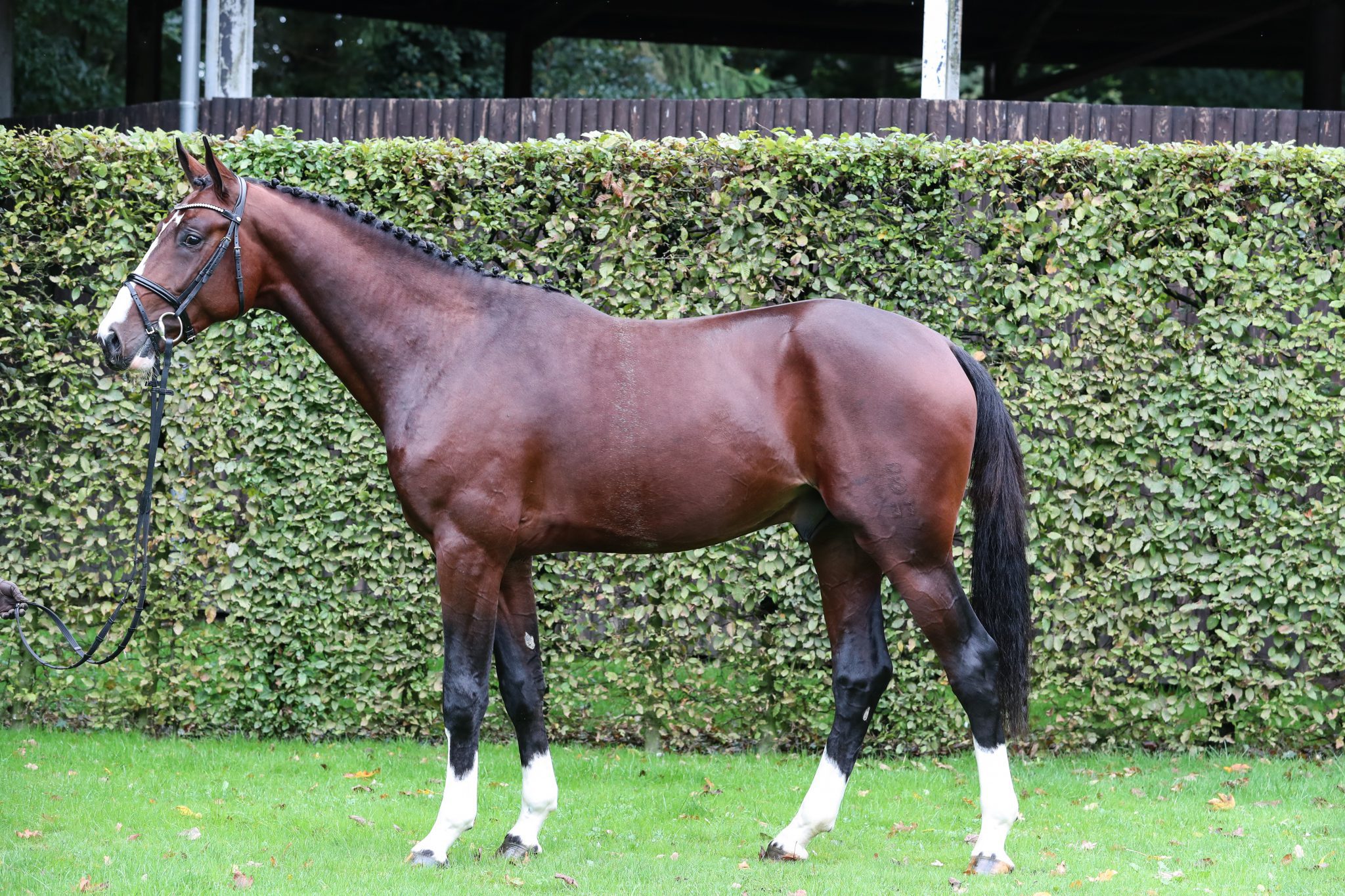 30.000 euro voor tweejarige hengst van Air King - Horses.nl