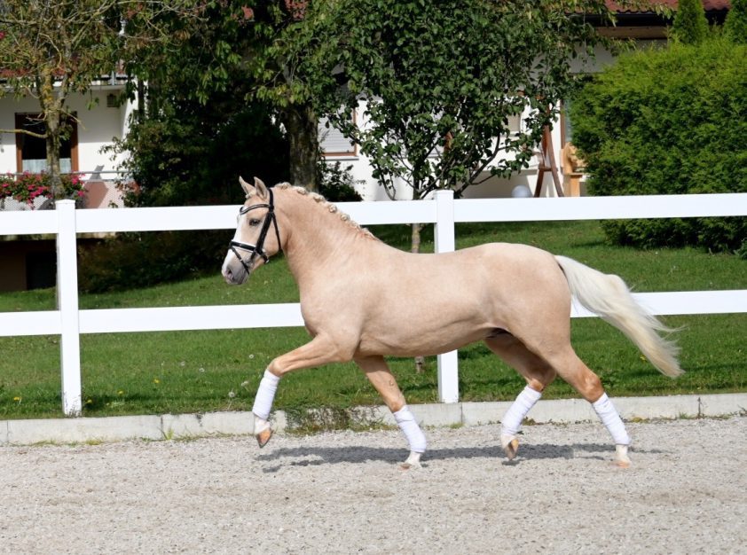 Fris goedgekeurde ponyhengst Mr. Jingles komt naar Nederland Horses