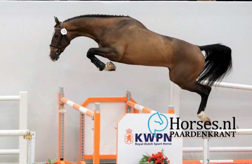 KSS: Apardi-zoon veilingtopper met 36.000 euro, alle prijzen in bericht featured image