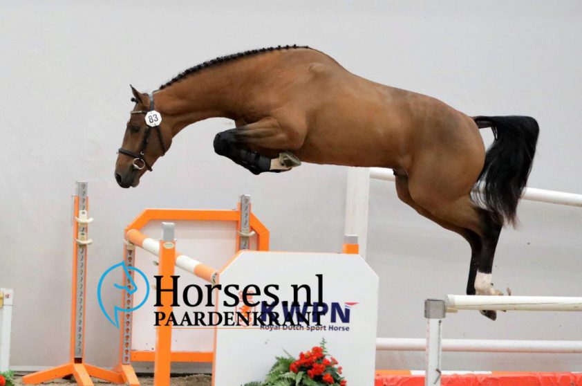 Tweede bezichtiging dag 1: 32 hengsten aangewezen, drie premiehengsten featured image