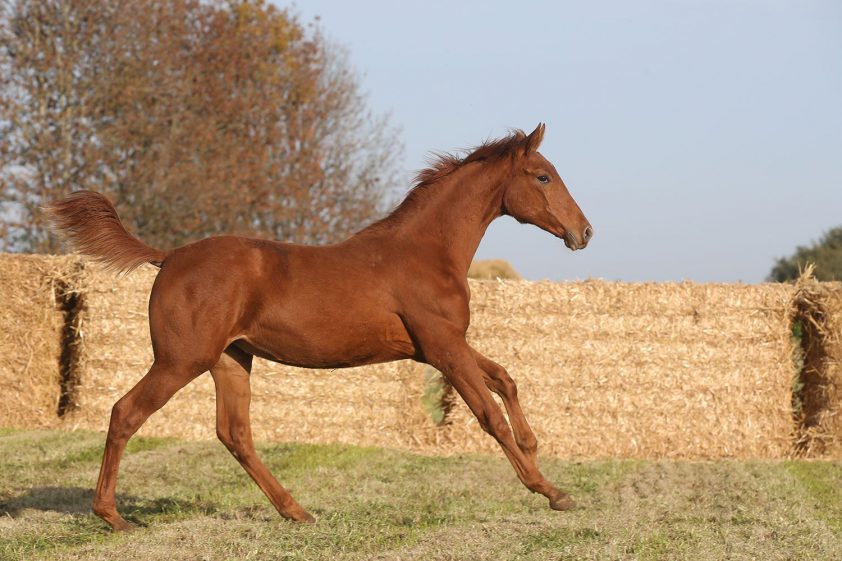 Ottoucha Hero Z met 62.500 euro prijstopper van voorlaatste deel Stud Hero Auction featured image