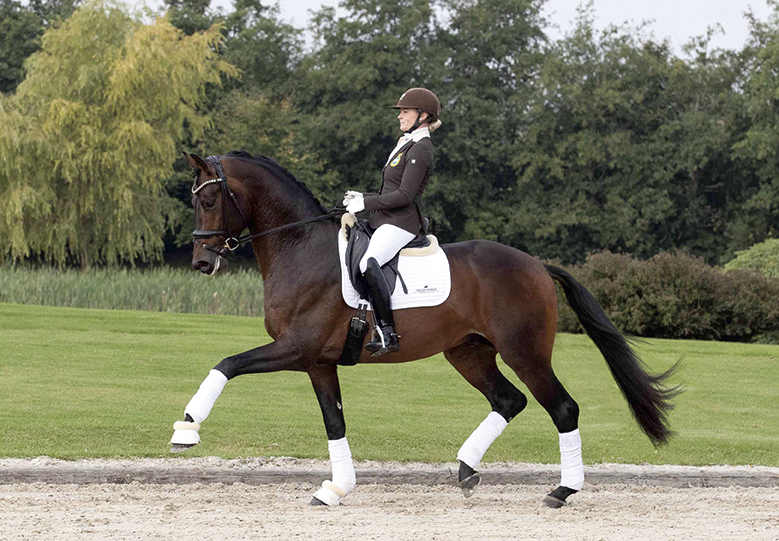 Dynamic Dream en Chacoon Blue brachten meeste Oldenburger veulens in 2022 featured image