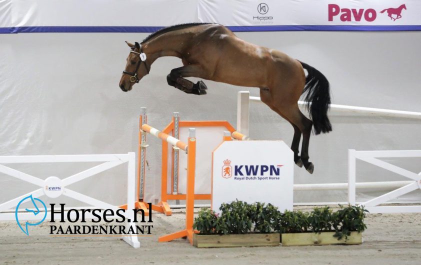 In Beeld: Aangewezen springhengsten dag 2 featured image